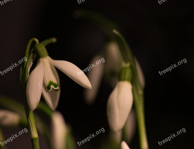 Snowdrop Macro White Flowers Spring Free Photos