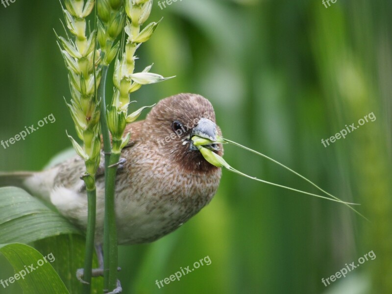 Scaly-breasted Munia Millet Stealing Taipei Botanical Garden