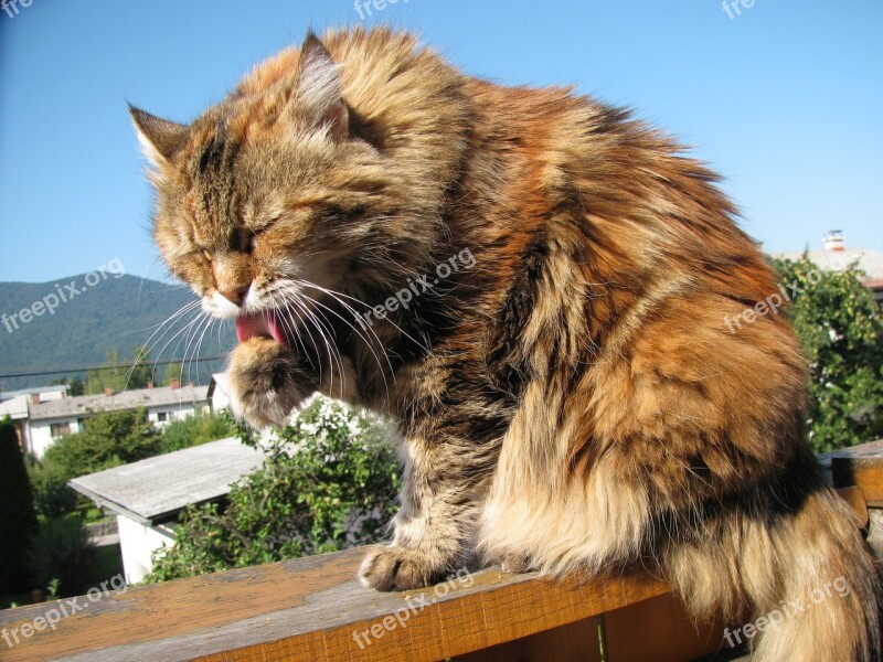 Cat Maine Coon Animal Coon Kitten