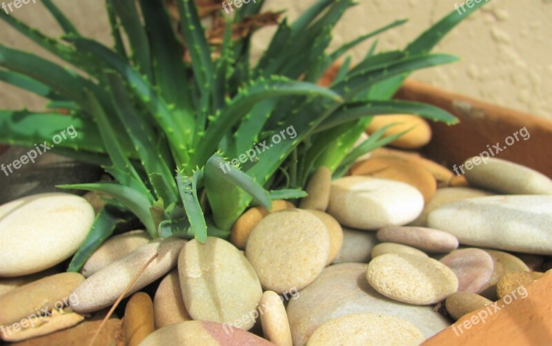 Aloe Houseplant Stones Plant Flower