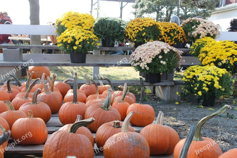 Pumpkin Flowers Orange Fall Holiday