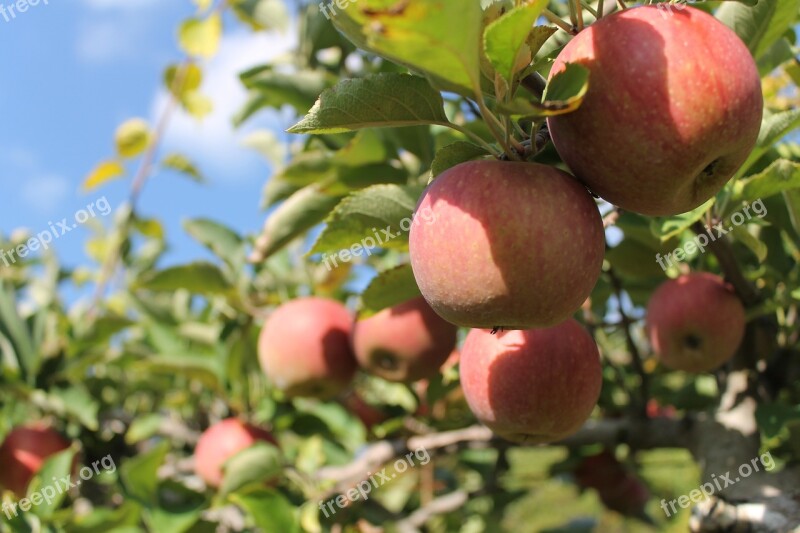 Apples Tree Nature Green Season