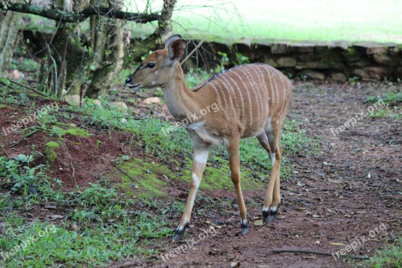 Deer Wildlife Doe Nature Wilderness