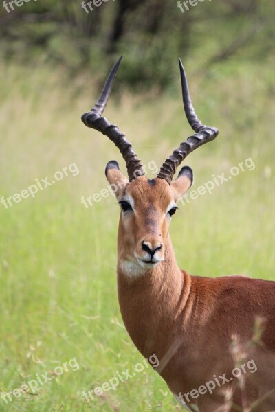 Buck Wildlife Deer Antler Nature