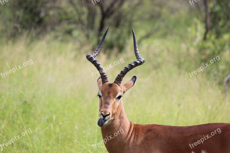 Buck Wildlife Deer Antler Nature