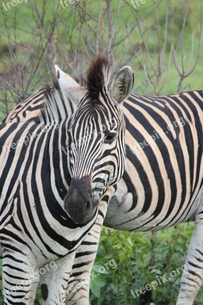 Zebra Wildlife Stripes Black And White Nature