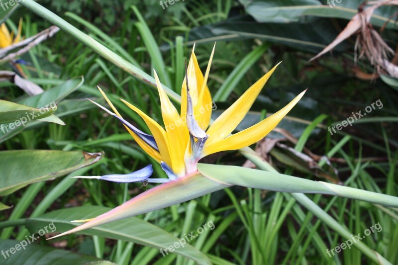 Bird Og Paradise Plant Kirstenbosch Blossom Bloom