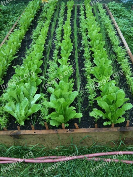 Farm Vegetables Garden Gardening Food