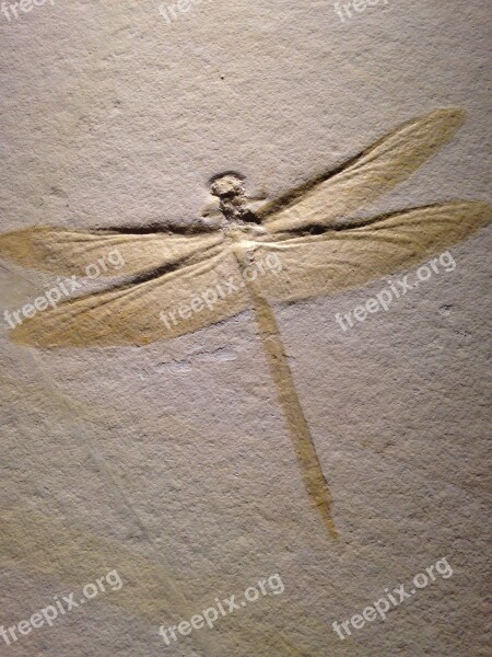 Dragonfly Petroglyph Insect Free Photos