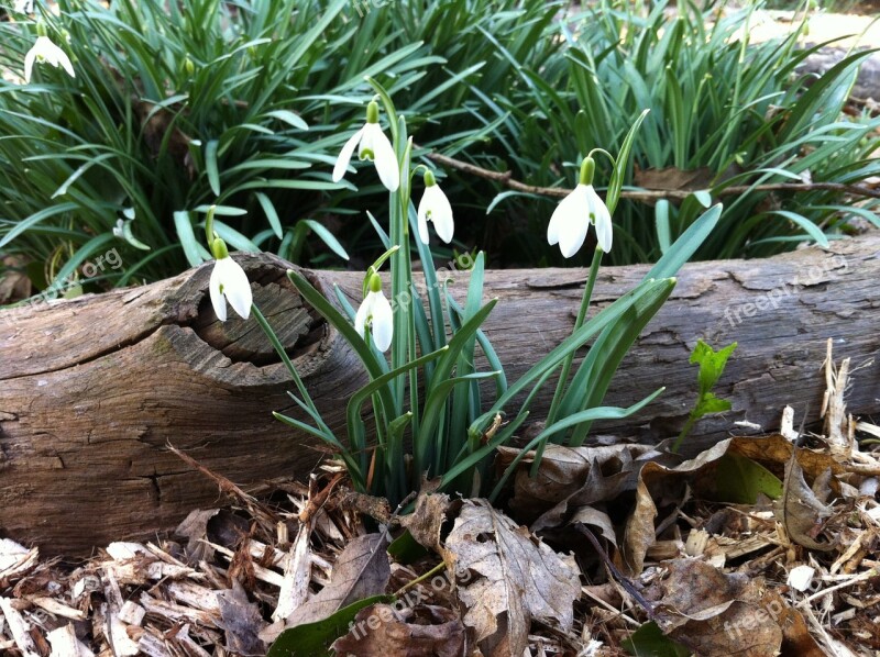 Snowdrops Flowers Winter Woodland Spring