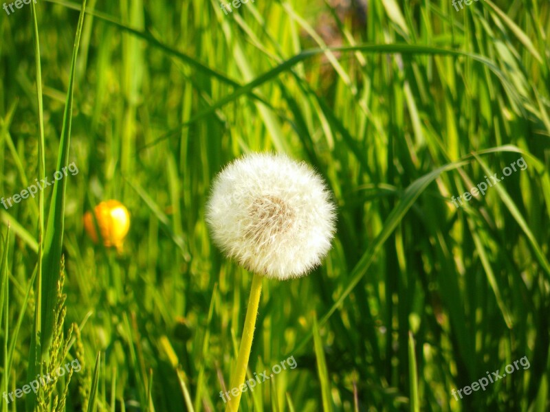 Dandelion Grass Nature Prato Free Photos