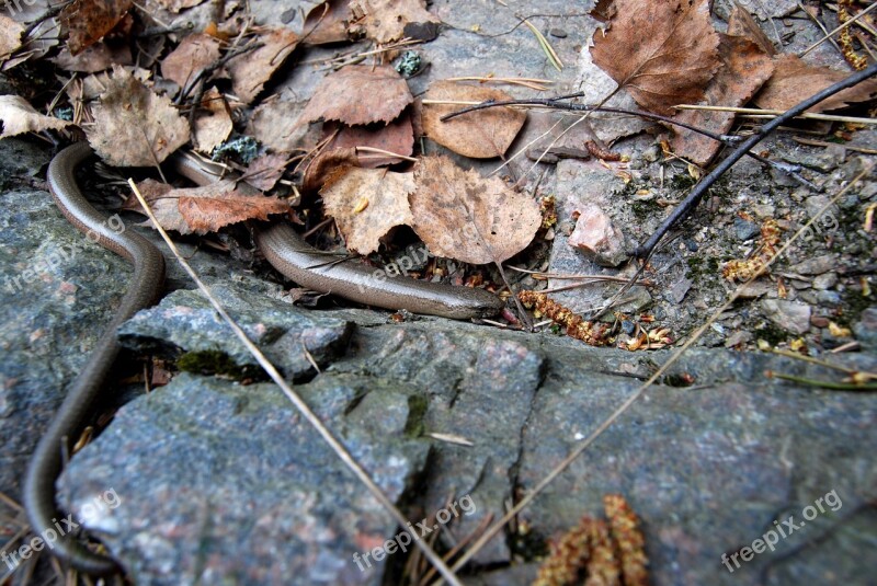 Slow-worm Brazen Nature Animals Snake