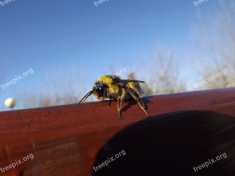 Bee Yellow Black Fly Drone