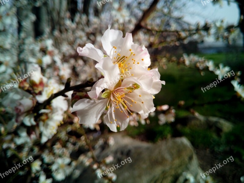 Almond Tree Tree Prunus Dulcis Nature Almond Flower