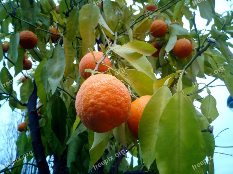 Oranges Trees Fruit Trees Naranjo Tree