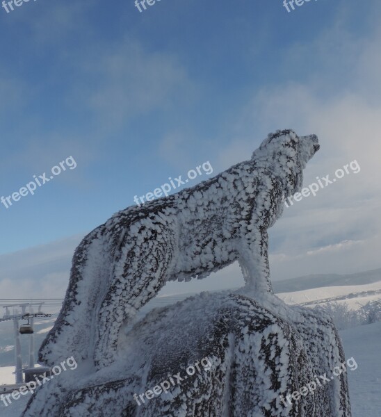 Wolf Ice Fichtelberg Snow Winter