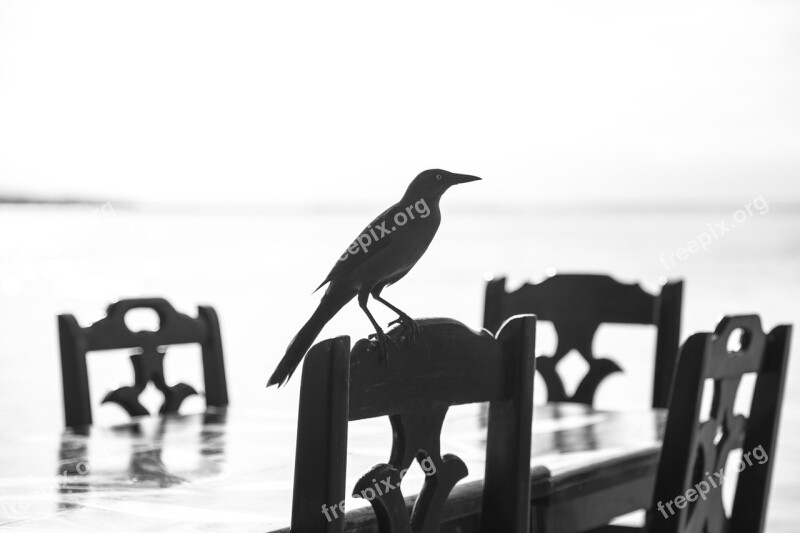 Bird Shadow Blackbird Curious Stool