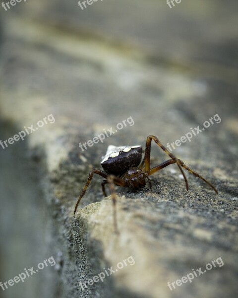 Spider Creepy Insect Nature Creepy-crawly