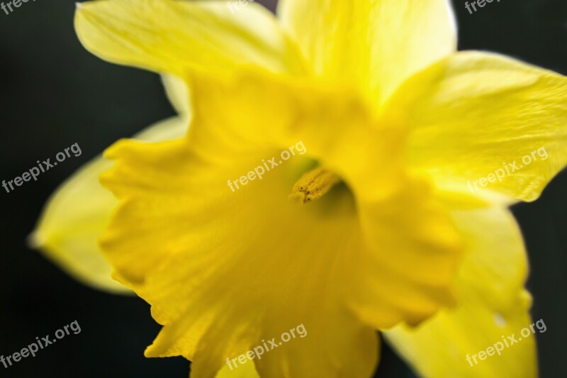 Daffodil Narcissus Easter Stamp Pollen