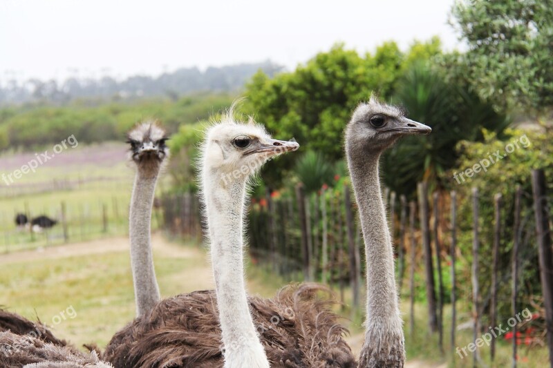 Cute Funny Interesting Ostrich Bird