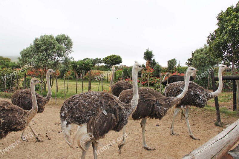 Cute Funny Interesting Ostrich Bird