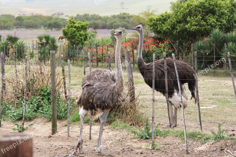 Cute Funny Interesting Ostrich Bird