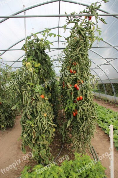 Tomato Tomatoes Red Vine Ripe