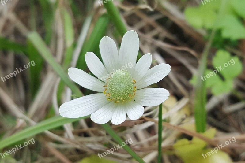 White-sepaled Windflower Windflower Wildflowers White Flowers Flower