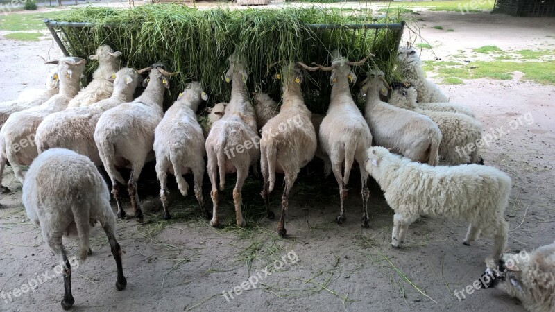 Sheep Farm Zoo Worms Germany