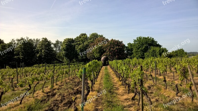 Germany Sachsen Rheinhessen Wonnegau Osthofen