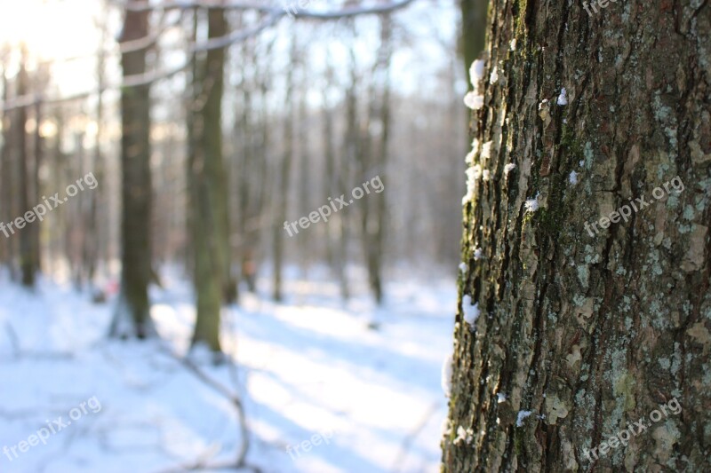 Winter Snow Forest Trees Forest Nature