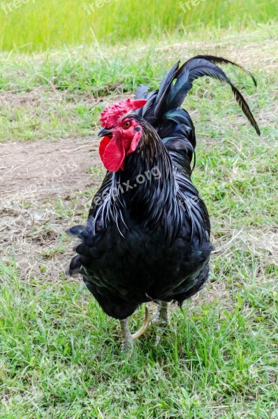 Chicken Fowl Hen Rooster Farm