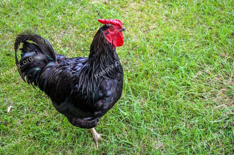 Rooster Bird Poultry Chicken Farm