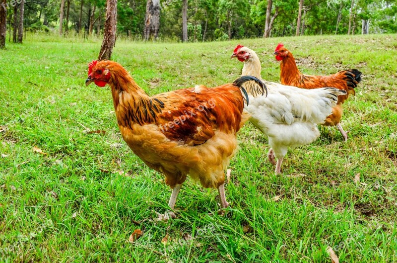 Chicken Poultry Farm Grass Bird