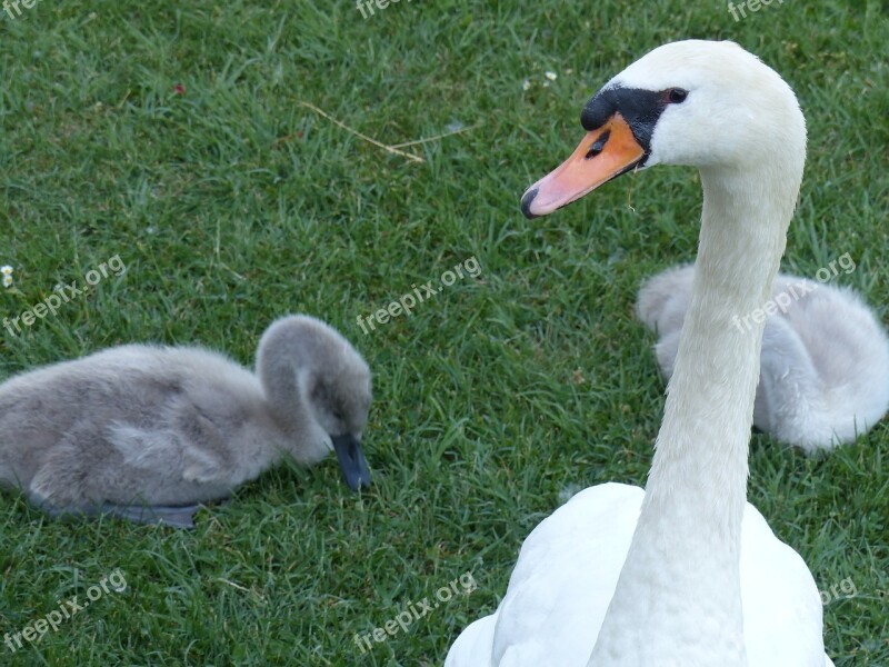 Water Bird Schwimmvogel White Swan Cygnet Free Photos