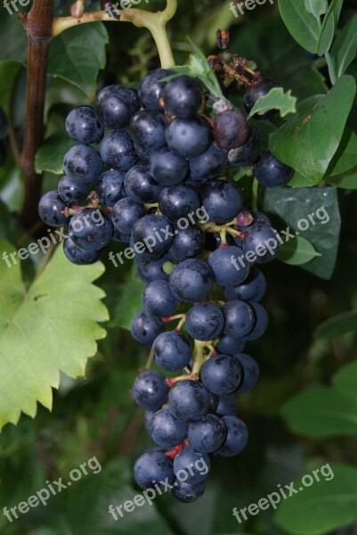 Wine Red Wine Vine Grape Grapes