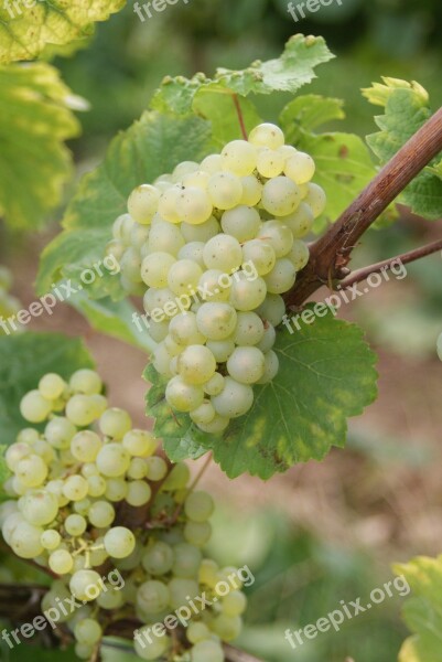 Wine Riesling Grape Grapes Winegrowing