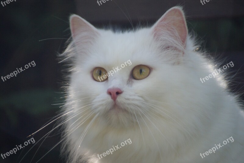 Cat White Cat German Longhair Cat Long-haired Cat Free Photos