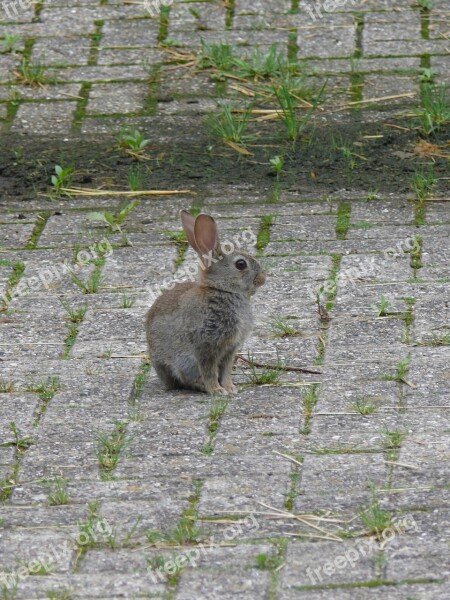 Rabbit Young Rabbit Nature Rodent Rodents