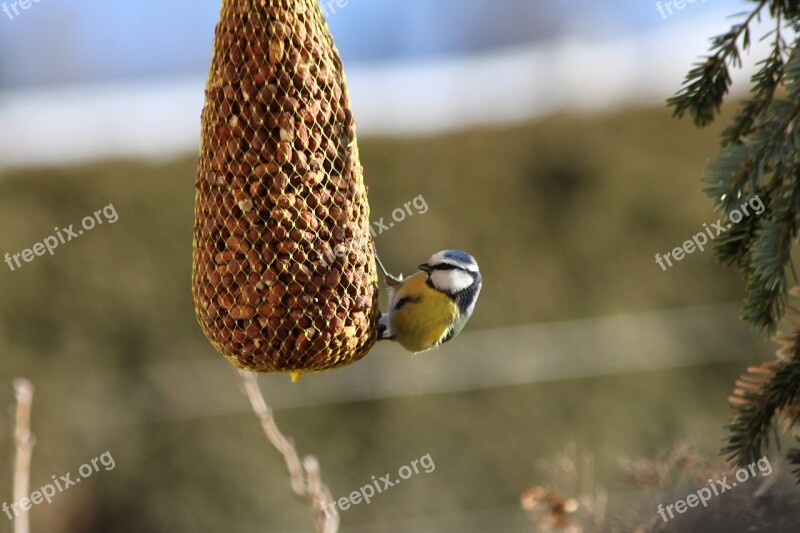 Bird Blue Tit Tit Garden Small Bird