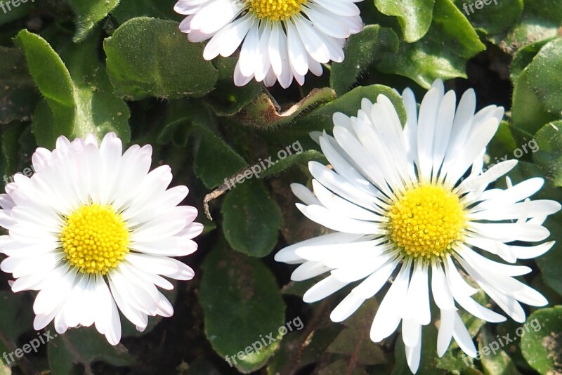 Daisy Spring Meadow Blossom Bloom