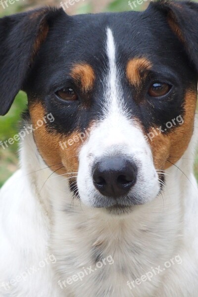 Jack Russel Terrier Animal Portrait Small Dog Dog Pet