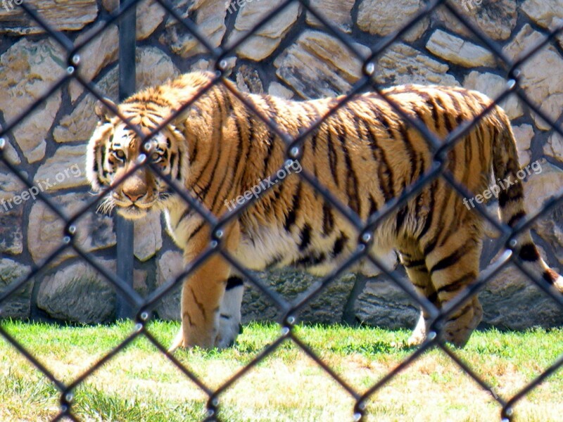 Tiger Animal Cat Big Nature Wild