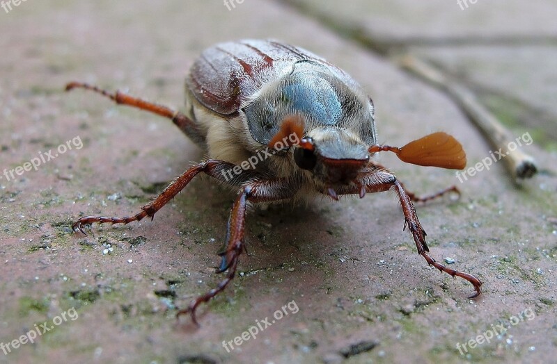 Maikäfer Beetle May Free Photos