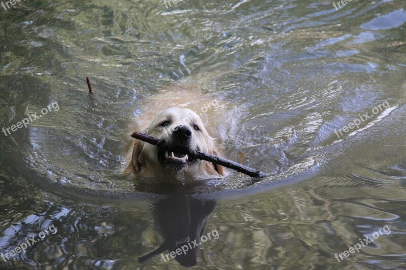 Golden Retriever Dog Water Animal Big Dog