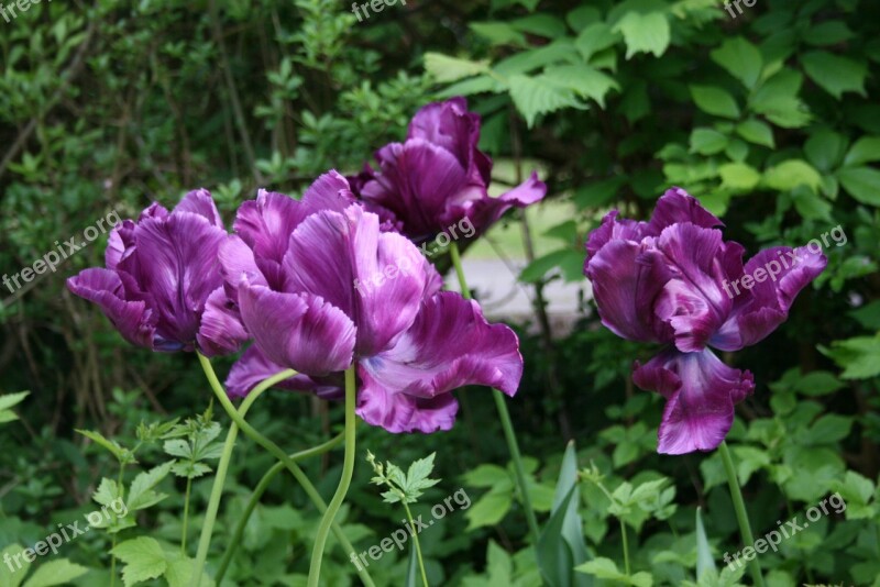 Tulip Flower Petals Purple Spring