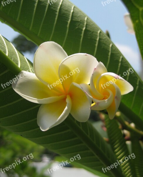 Frangipani Plumeria Tropical Blossom Free Photos