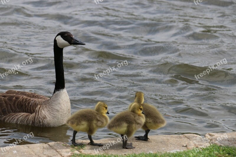 Ducks Ducklings Baby Animals Spring Animals Ducks In Pond