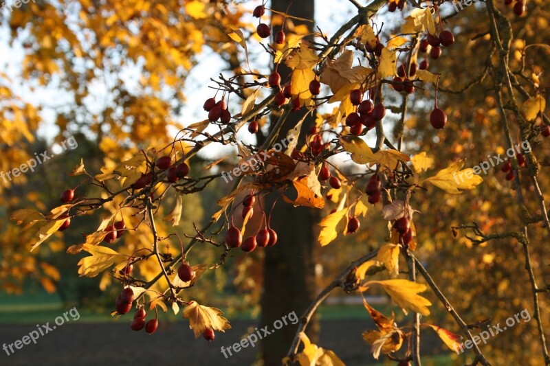 Maple Leaves Leaves Maple Autumn Leaf