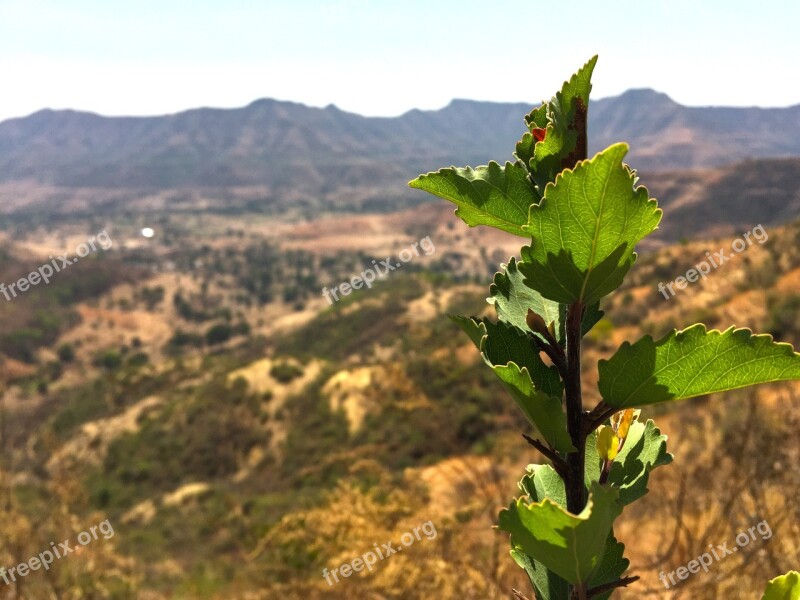 Green Leaves Natural Agriculture Leaf